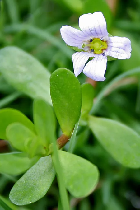 Bacopa monnieri