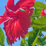 hibiscus flower