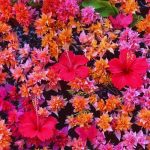 colourful flowers in a bowl of water