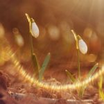 small white flowers is soft morning light