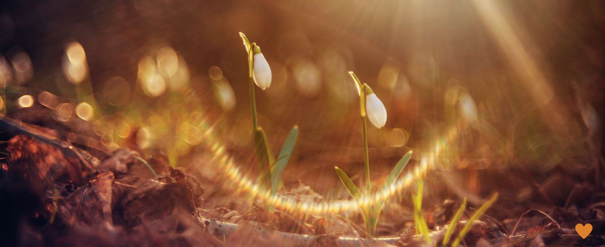 small white flowers is soft morning light