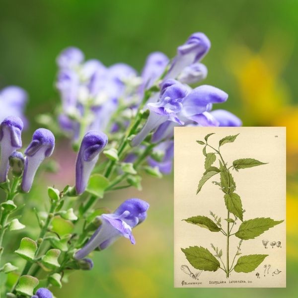 skullcap