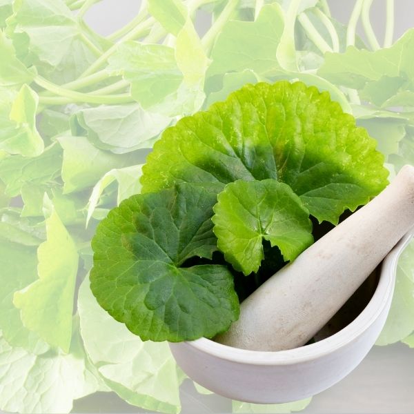 gotu kola leaves