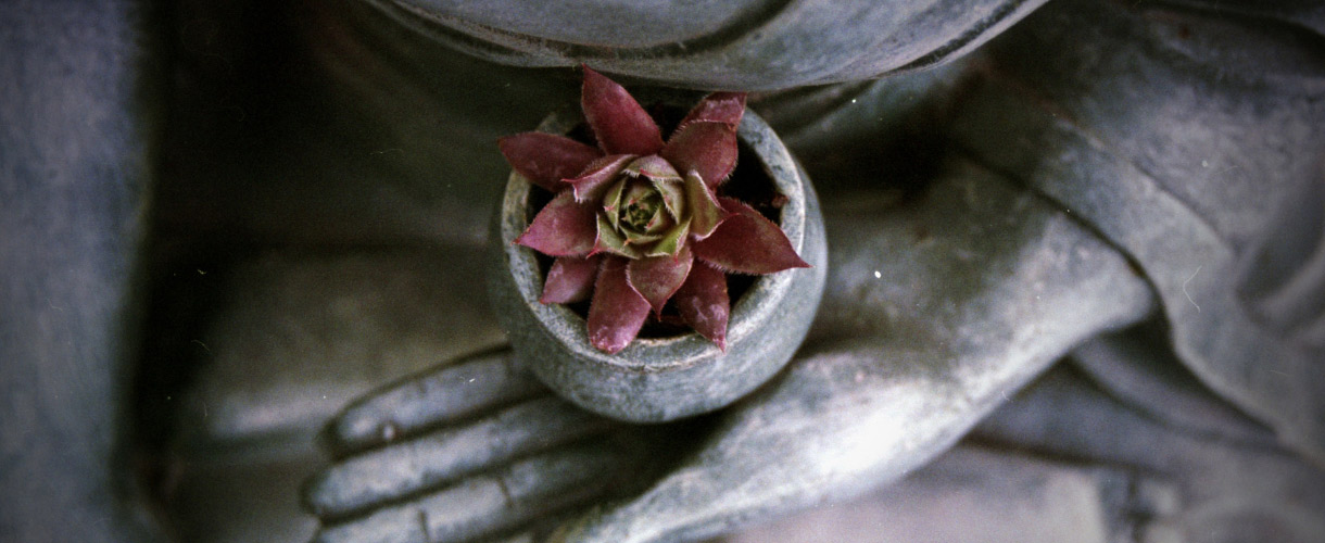 succulent in a hand of buddha