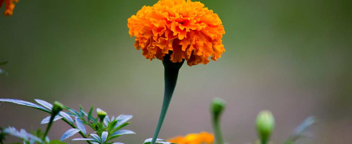 marigold flower