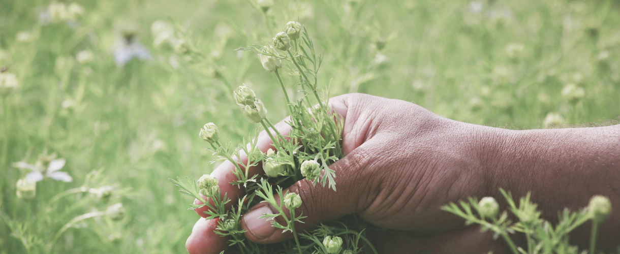 hand picking herb flowers