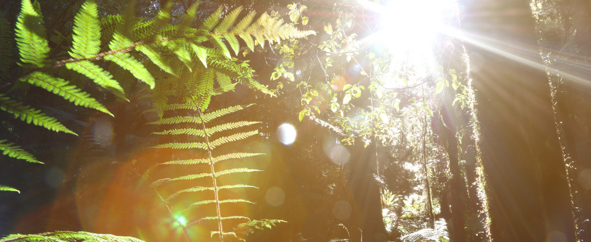 light in between leaves