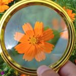 observing a flower through a magnifying glass