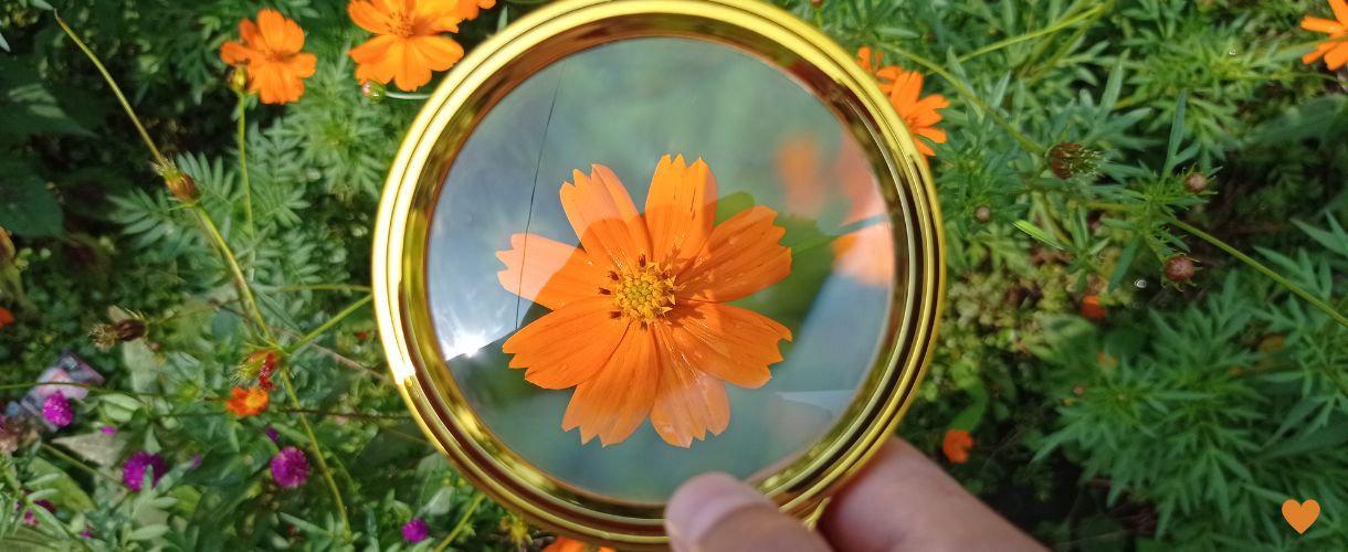 observing a flower through a magnifying glass