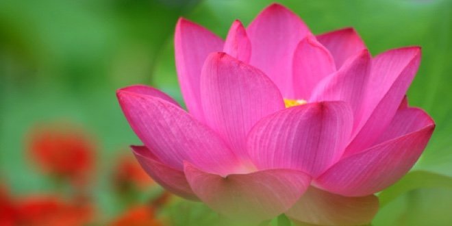 Blossom lotus flower