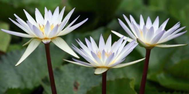 fleurs de nnuphar