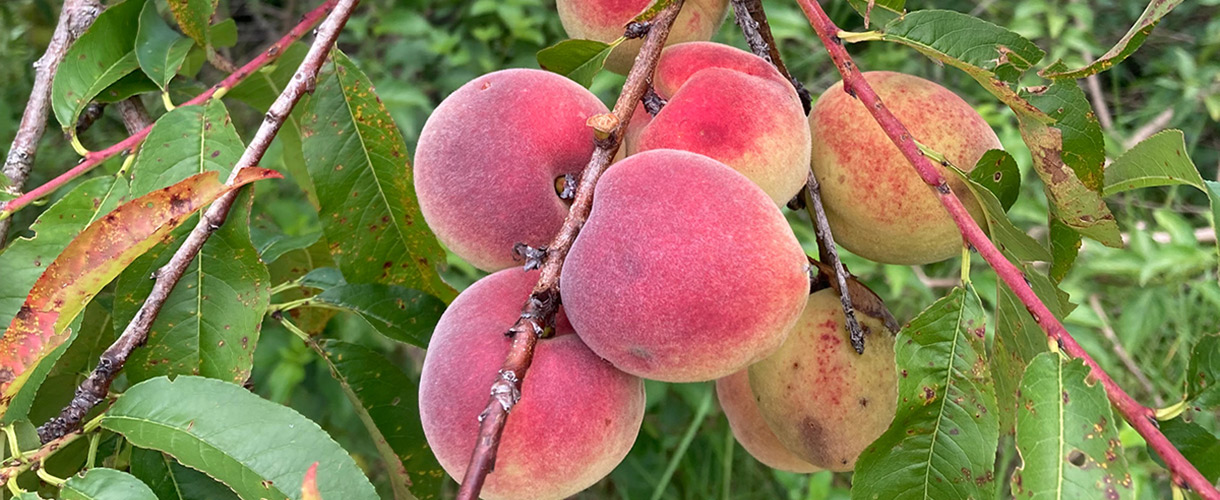 organic peaches at nirvana wellbeing retreat