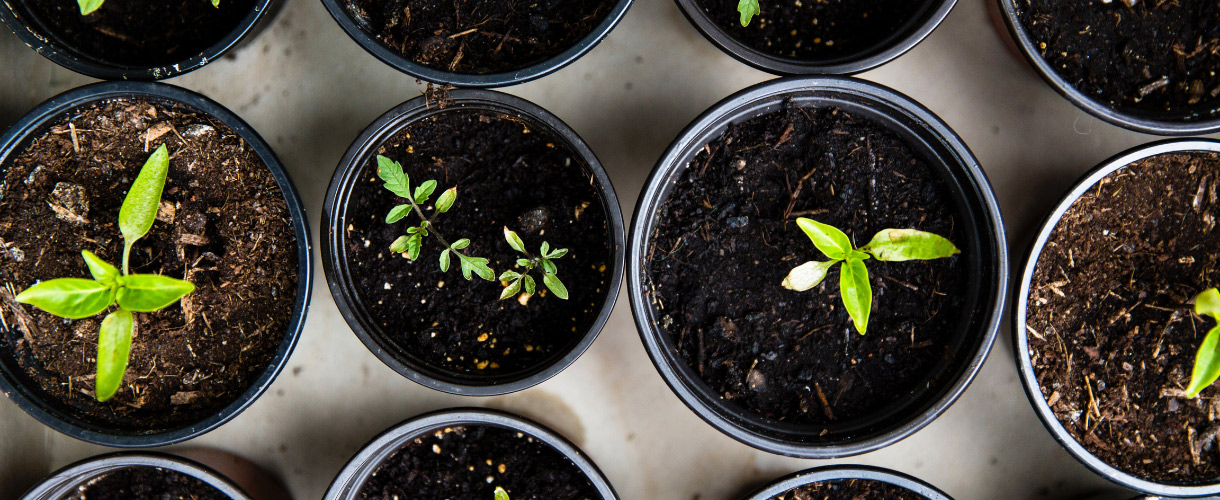 seedlings