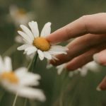 a hand gently touching flower petals