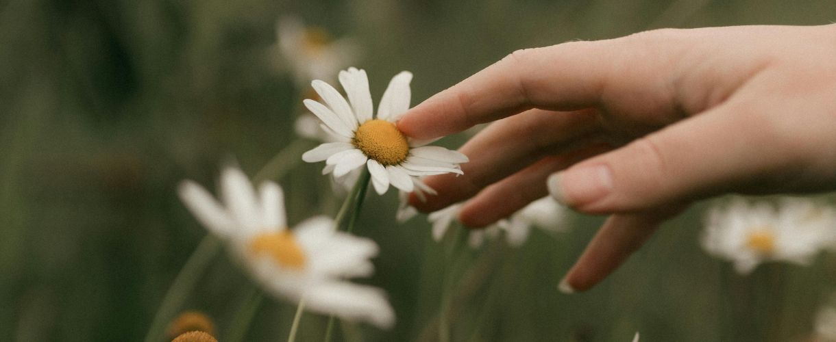 a hand gently touching flower petals