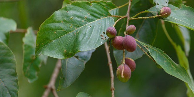 Terminalia chebula - South China Botanical Garden 2013