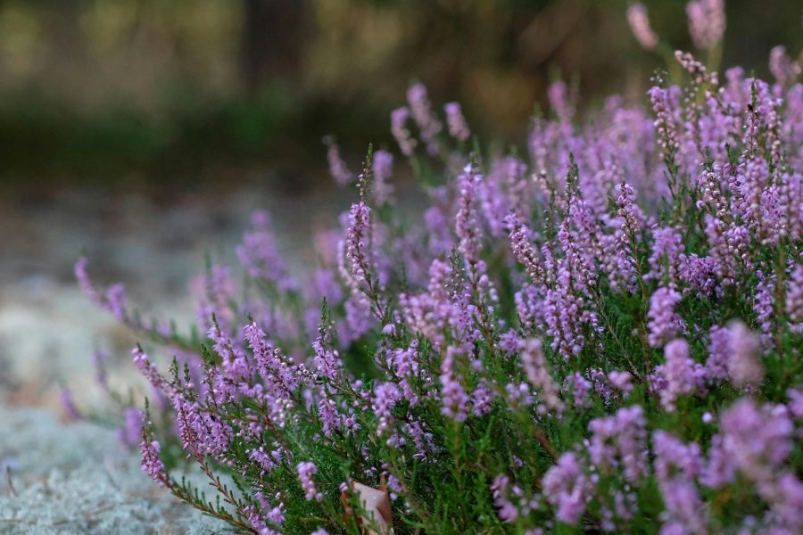 heather
