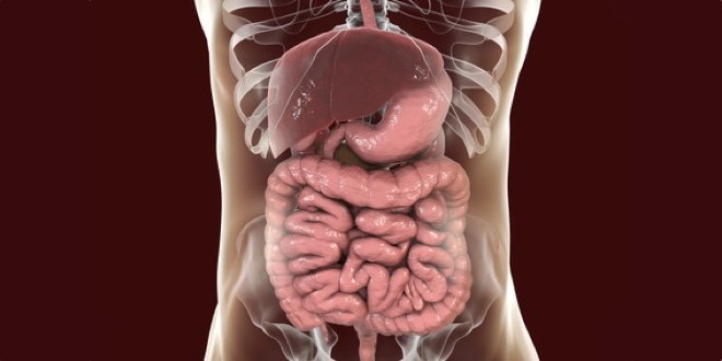 Human digestive system