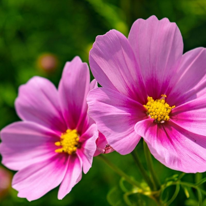pink flowers