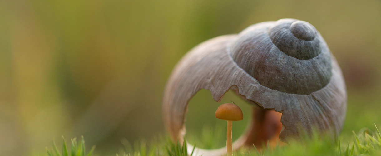 mushroom inside broken snail shell