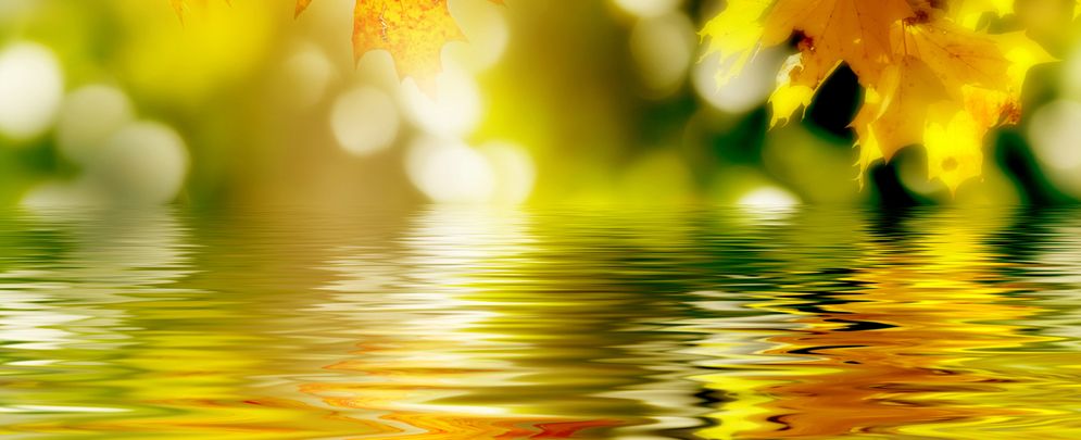 leaf-reflection-green