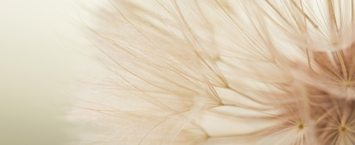dandelion feathers closeup