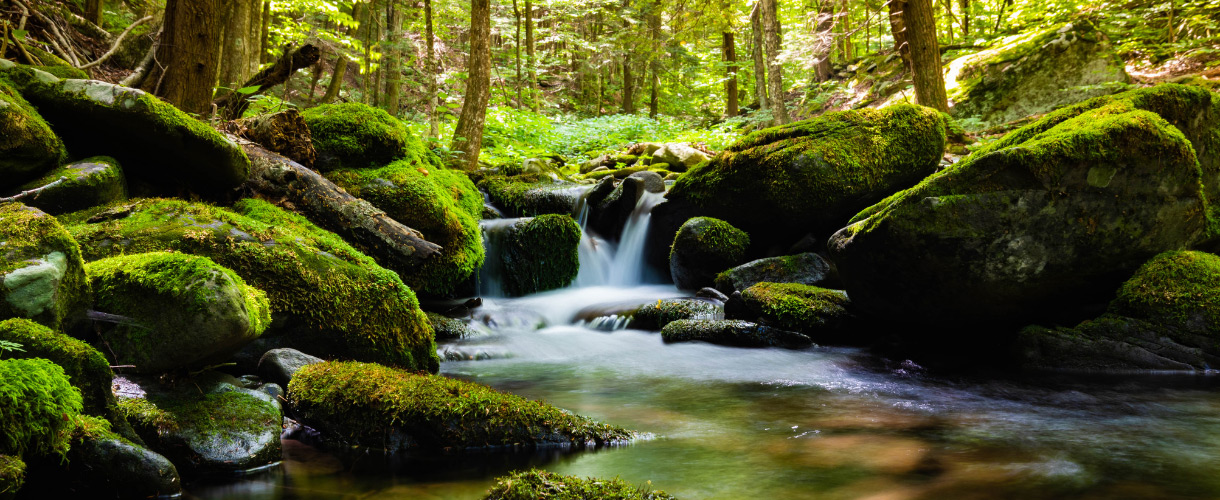 clear stream in mossy forest