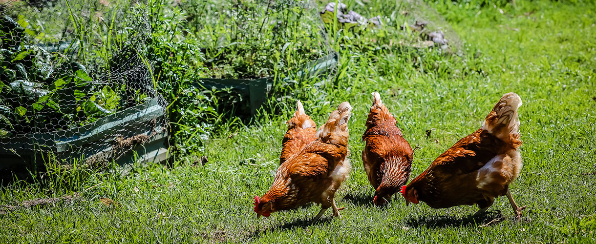 chickens roaming at nirvana wellbeing retreat
