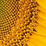 sunflower fibonacci sequence