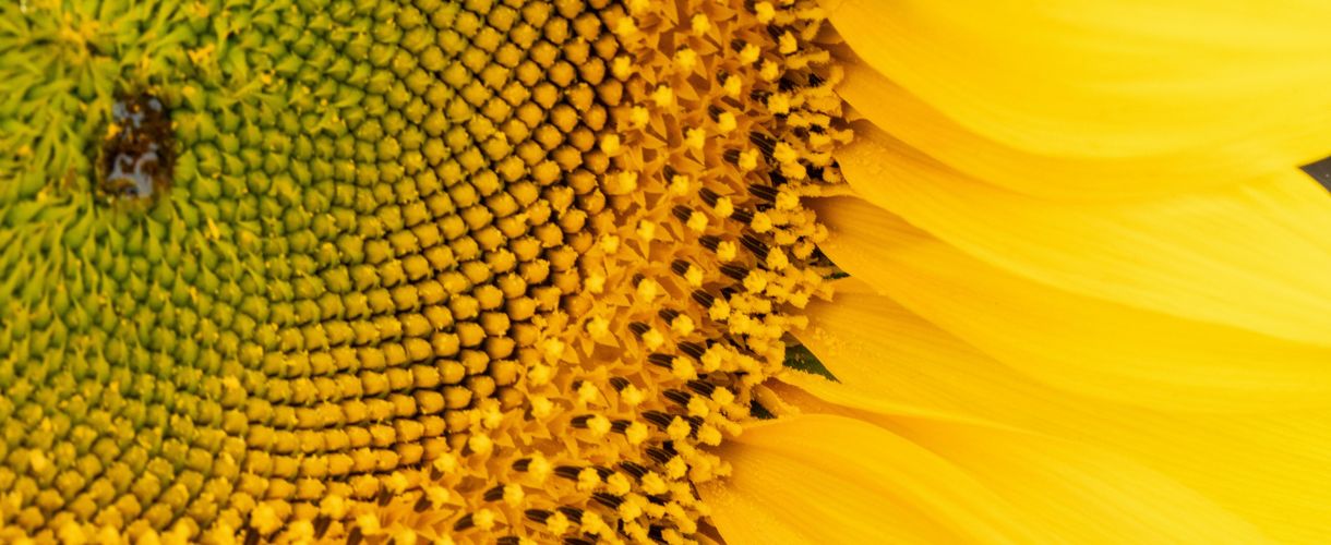 sunflower fibonacci sequence