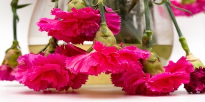 pot of faded carnations on white background