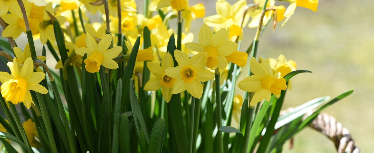 yellow daffodils