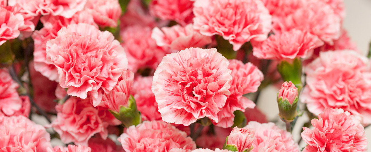 carnations