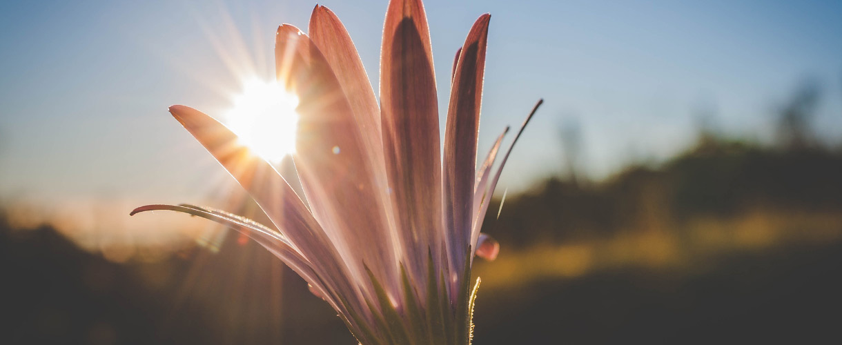 flowerpetals in sunlight