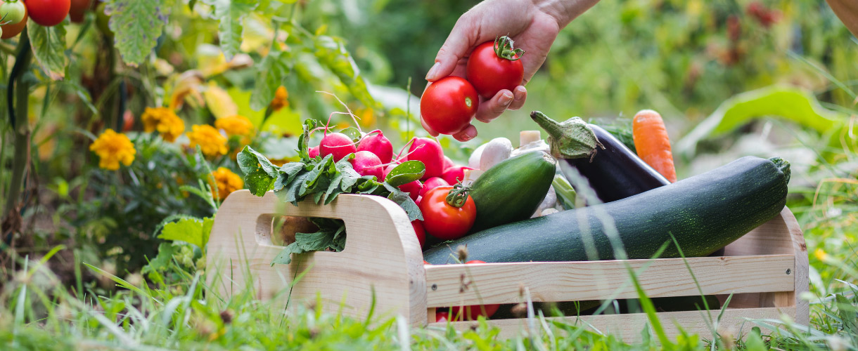 touch the earth volunteer program fresh vegetables