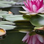lotus flower symbolising tranquility