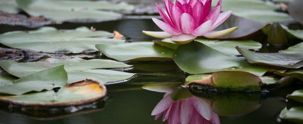 lotus flower symbolising tranquility