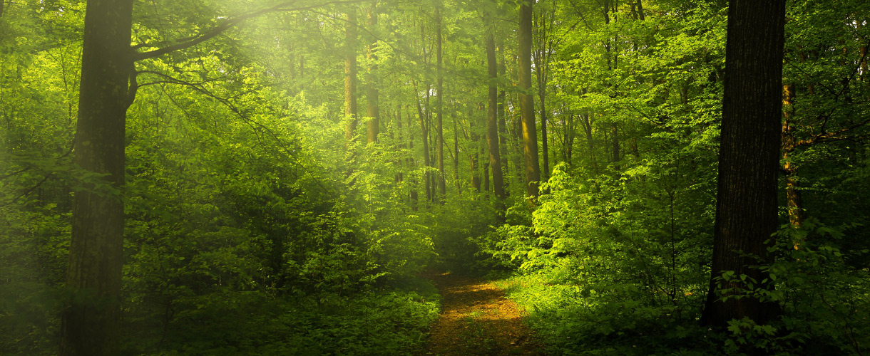 light in a forest on path