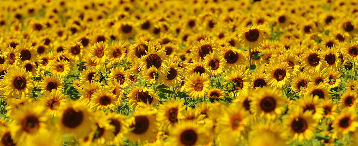 sunflowers