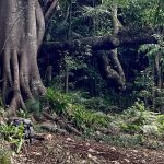a woman attending a retreat stands and meditates near a large tree at nirvana